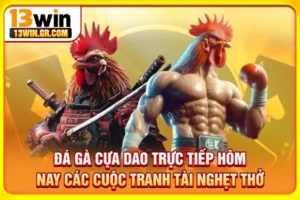 Đá gà cựa dao