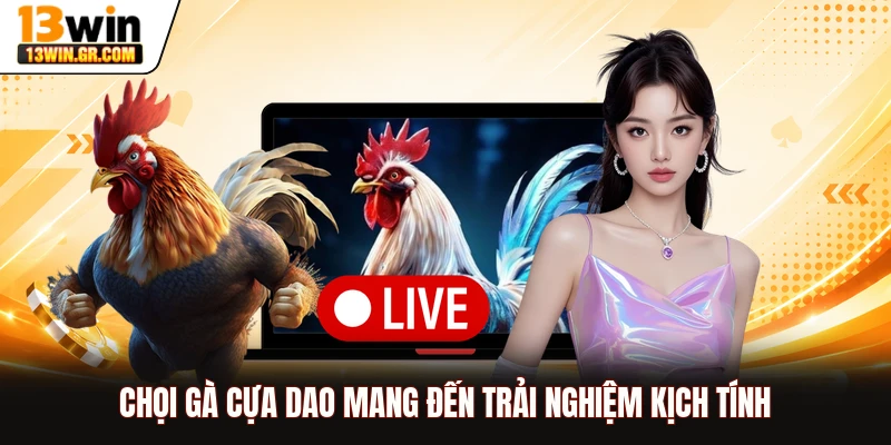 Chọi gà cựa dao mang đến trải nghiệm kịch tính